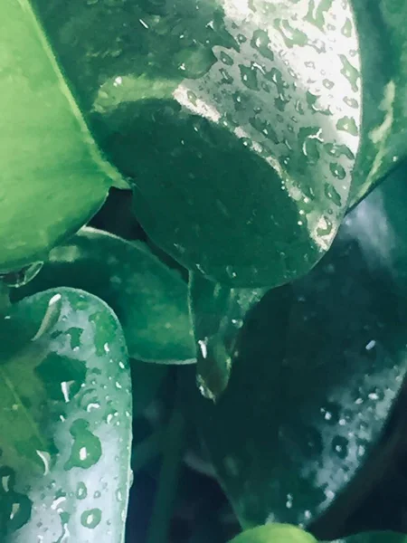 Güzel botanik fotoğrafı, doğal duvar kağıdı.