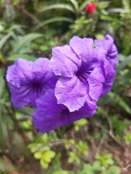 Flores Que Florescem Jardim São Tão Bonitas — Fotografia de Stock