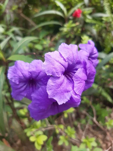 Квіти Цвітуть Саду Такі Красиві — стокове фото