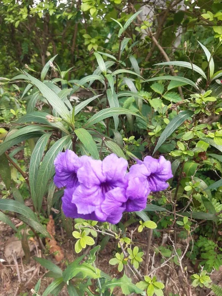 Flores Que Florescem Jardim São Tão Bonitas — Fotografia de Stock