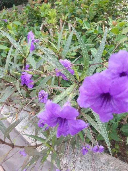 Bahçede açan çiçekler çok güzel.