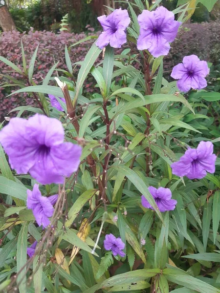 Flores Que Florescem Jardim São Tão Bonitas — Fotografia de Stock