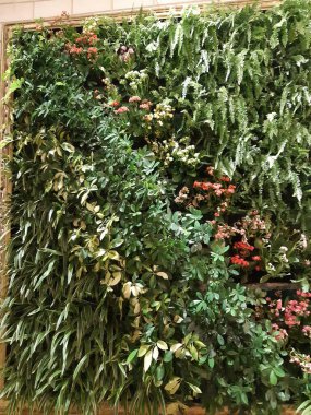 Arka plan için doğal bitki