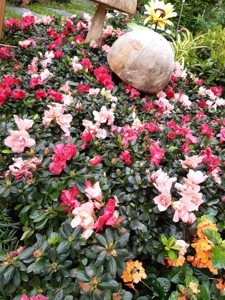 Belles Fleurs Dans Jardin — Photo