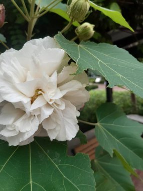 Akdeniz adasının bahçesinde güzel beyaz çiçekler.