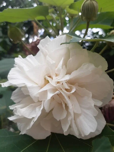 Piękne Białe Róże Zbliżyć — Zdjęcie stockowe