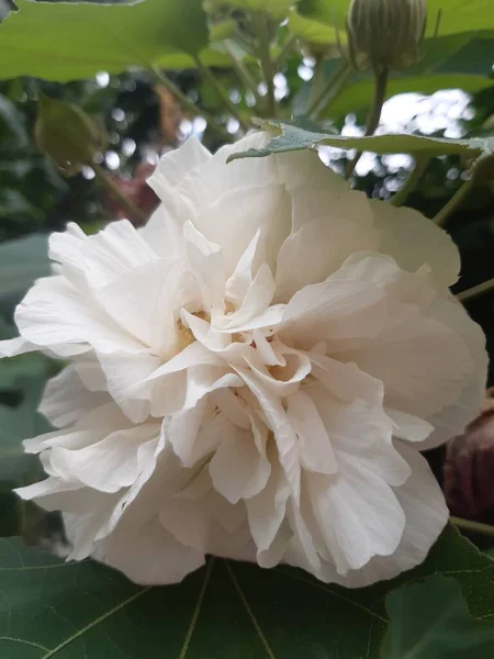 Güzel botanik fotoğrafı, doğal duvar kağıdı.