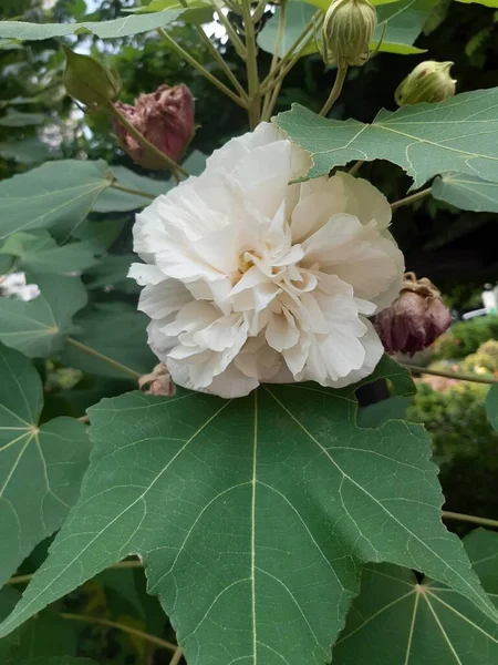 Närbild Vita Och Rosa Blommor — Stockfoto