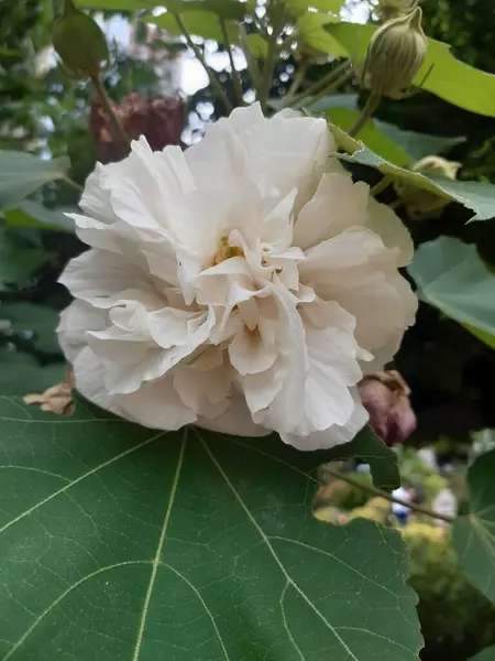 Vackra Rosa Blommor Trädgården — Stockfoto