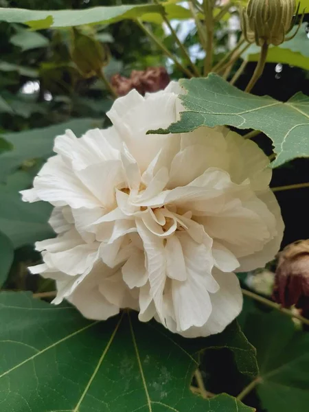 Vacker Vit Blomma Trädgården — Stockfoto