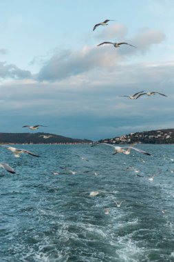 wild seagulls flying over blue sea against grey sky with clouds  clipart