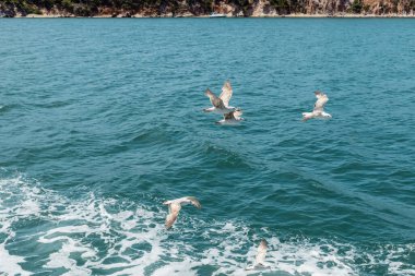 wild seagulls flying over blue water of bosporus with sea foam clipart