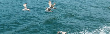 wild seagulls flying over blue water of bosporus with sea foam, banner clipart