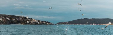 seagulls flying in sky over blue sea of bosporus in turkey, banner clipart