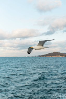 Martı gökyüzünde uçuyor mavi bosporus denizi üzerinde hindi içinde 