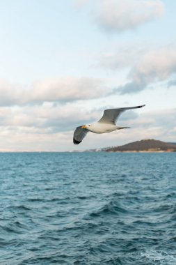 seagull flying in sky over blue sea of bosporus in turkey  clipart