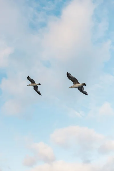 low angle view of seagulls flying against blue sky with clouds 