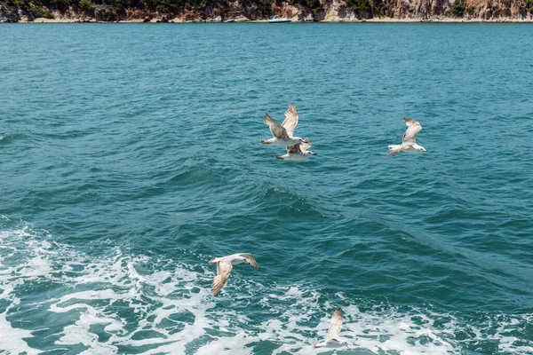 wild seagulls flying over blue water of bosporus with sea foam