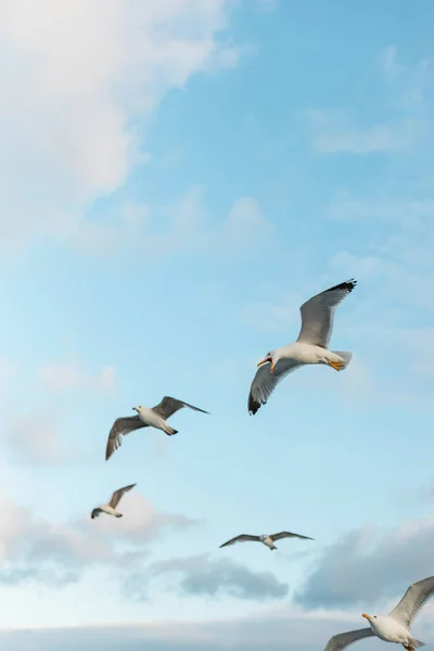 Visão de baixo ângulo de gaivotas selvagens voando contra o céu azul com nuvens — Fotografia de Stock