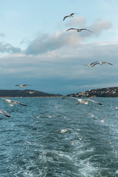 Wilde Möwen fliegen über blaues Meer gegen grauen Himmel mit Wolken — Stockfoto