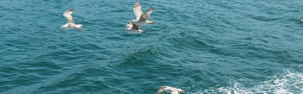 Mouettes sauvages survolant l'eau bleue du bosphore avec de la mousse de mer, bannière — Photo de stock