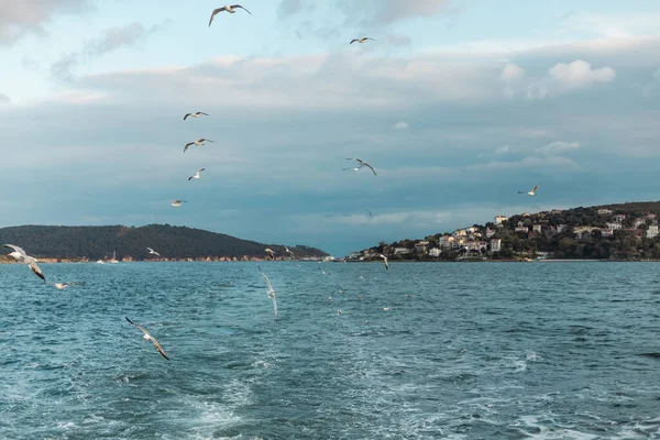 Seagulls flying in sky over blue sea of bosporus in turkey — Stock Photo