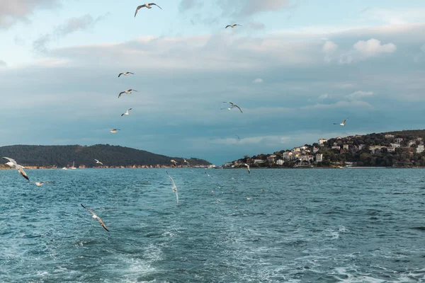 Gaviotas volando en el cielo sobre mar azul de bosforo en pavo - foto de stock