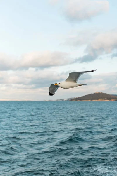 Mouette volant dans le ciel au-dessus de la mer bleue du bosphore en dinde — Photo de stock