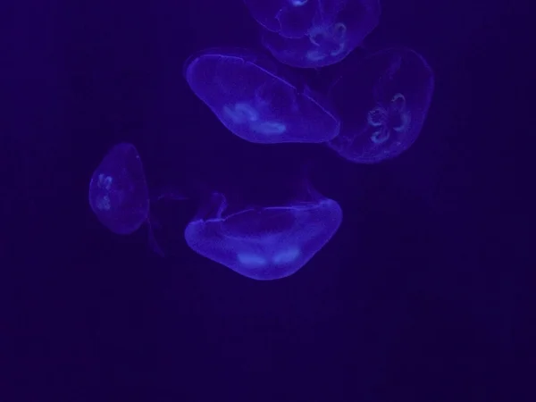 Meduzy Oceanie — Zdjęcie stockowe