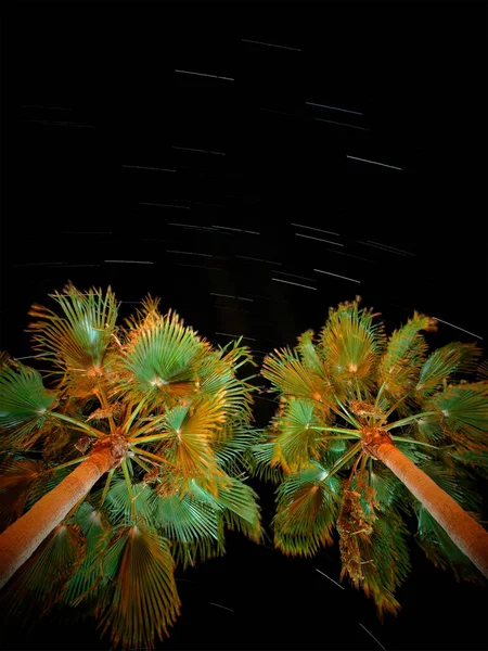 Palm trees with shooting stars at night