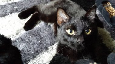 Güzel gözlü kara kedi.