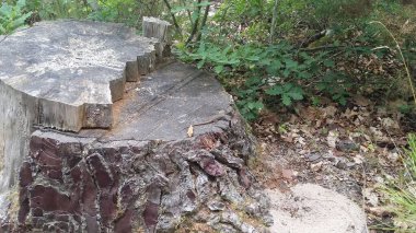 Genç kertenkele yosun ve yosunlu bir sandıkta