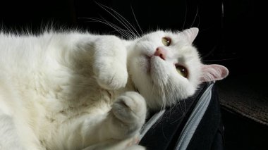 Siyah arka planda beyaz kedi