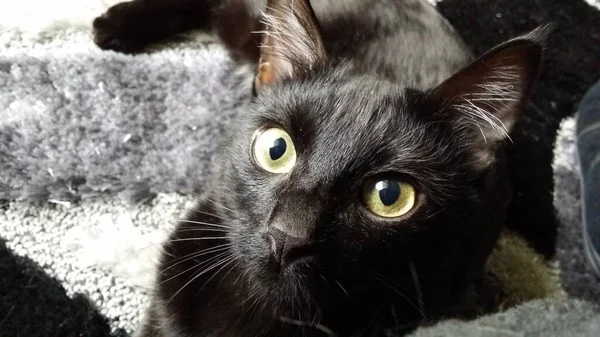 Zwarte Kat Met Mooie Ogen — Stockfoto