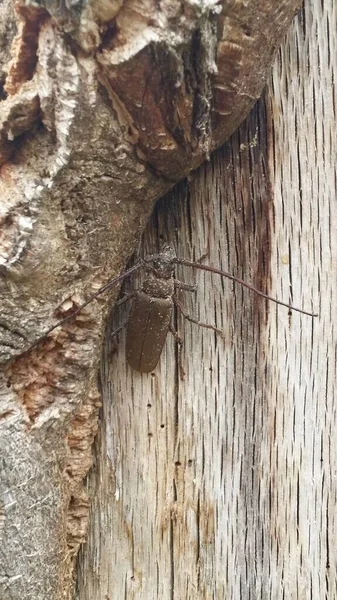 Primer Plano Escarabajo Árbol — Foto de Stock