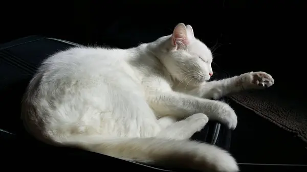 Siyah Arka Planda Beyaz Bir Kedinin Yan Yüzü — Stok fotoğraf
