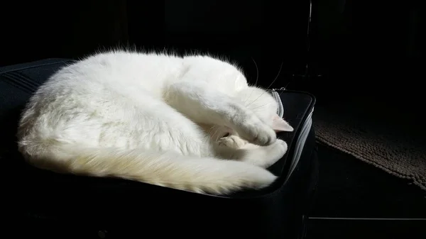 Siyah Zemin Üzerinde Beyaz Kedi — Stok fotoğraf