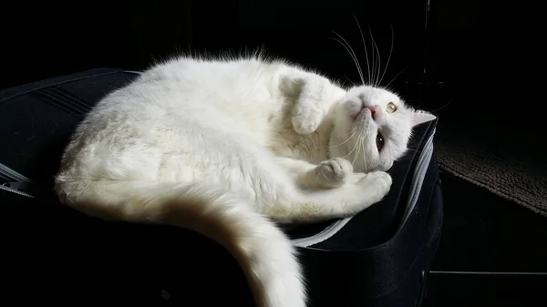 Білий Кіт Чорному Тлі — стокове фото