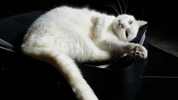 Белая Кошка Играющая Камерой — стоковое фото