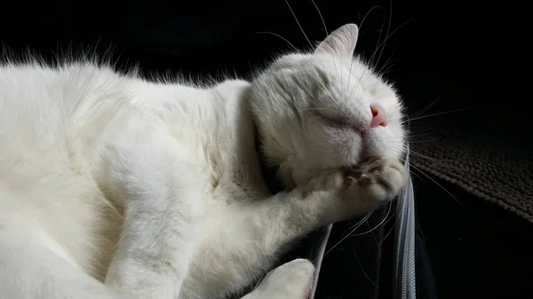 Λευκή Γάτα Που Προσποιείται Ότι Χαμογελάει Μαύρο Φόντο — Φωτογραφία Αρχείου