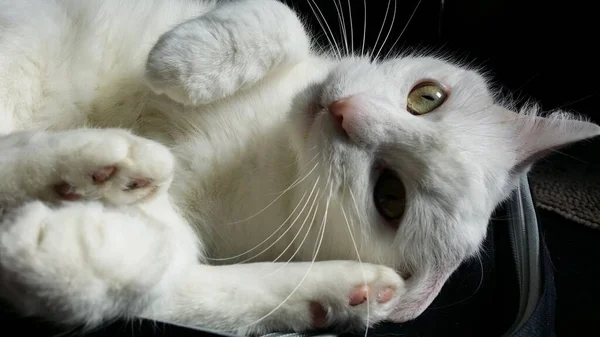 Gatto Bianco Con Begli Occhi — Foto Stock