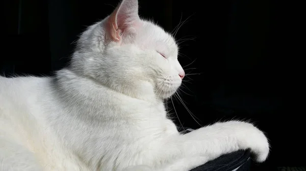 Biały Kot Czarnym Tle — Zdjęcie stockowe