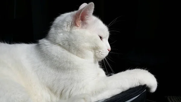 Gato Branco Fundo Preto — Fotografia de Stock