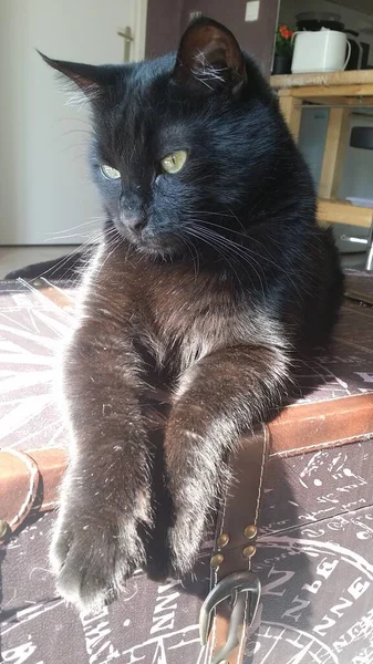 テーブルの上に黒い猫の日光浴 — ストック写真