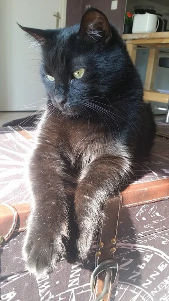 Chat Noir Bronzant Sur Une Table — Photo