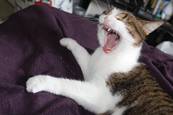 Gato Bonito Dormindo Cama — Fotografia de Stock