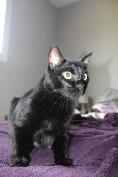 Schöne Schwarze Katze Auf Einem Bett — Stockfoto