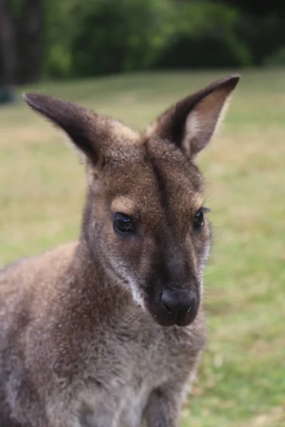 若いカンガルーのクローズアップは — ストック写真