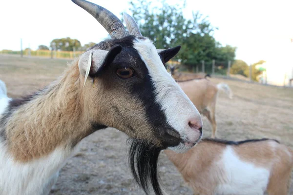 Portrait Young Goat Straw Head Farm — Stock Photo, Image