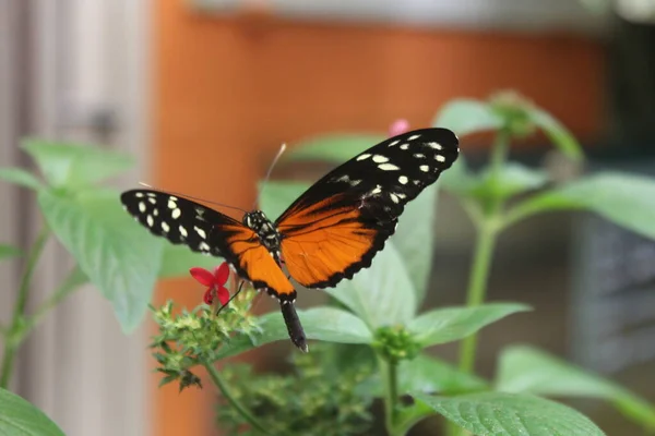 Bela Borboleta Uma Flor — Fotografia de Stock